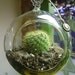 Hanging Cactus Terrarium