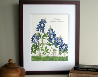 Pressed flowers print, 11x14 double matted, Texas Bluebonnets, Texas wildflowers, Texan gift, botanical art print, wall decor no. 0030