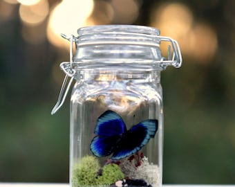 Terrarium Kit, Real Butterfly in Glass Jar Terrarium Kit, Gift for Nature Lover, DIYer Kit, Mother's Day Gift, Gardener and Naturalist