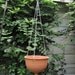 Large planter Hanging brown pottery unglazed modern Urban Garden woodland gardening Bowl, also porcelain white ceramic Wheel thrown