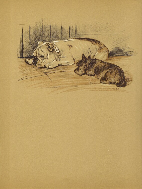 BULLDOG  Dog Print, 1930s  Lucy Dawson,  Terrier, Black White, Brown Sepia, Home Decor, Animal Print, Art Illustration to Frame, plate, B-1