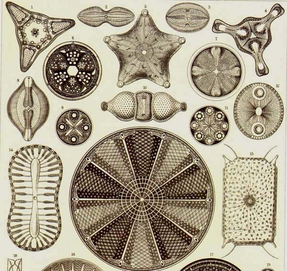 Diatoms Haeckel Microbiology Print Natural History