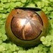 Dragonfly and Gold Leaf gourd mini bowl
