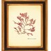 Original seaweed pressing, Single Seaweed, Botanical seaweed art Wall Art, Nautical art, kelp, algae