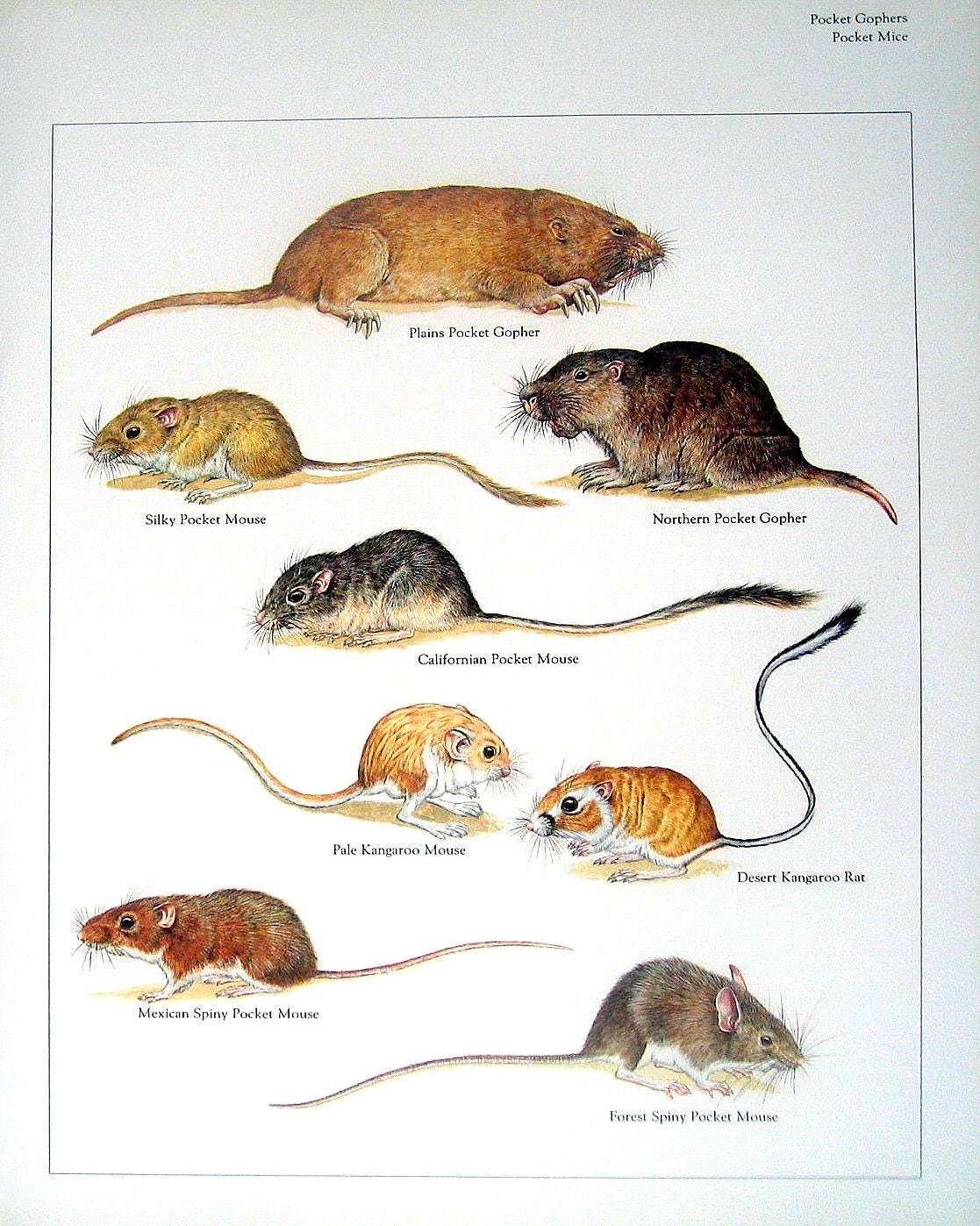 silly pocket mouse silly pocket mouse