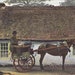 An Irish Jaunting Car