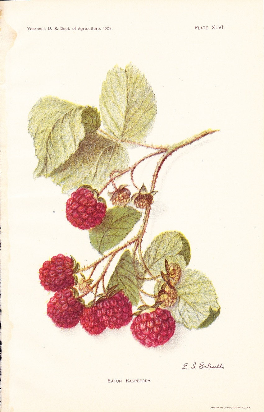 Vintage Raspberry 12