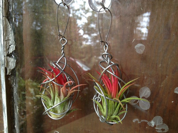 new design pair of living air plant earrings new design pair of living air plant earrings