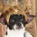 Pet wig for dog or cat