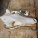 Pathological Western Coyote- Canis latrans -Project Skull- Lot No. PATH