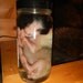 Wet Preserved Red Fox Pup - Second Quality- Jarred Specimen- Lot No. 1162-B