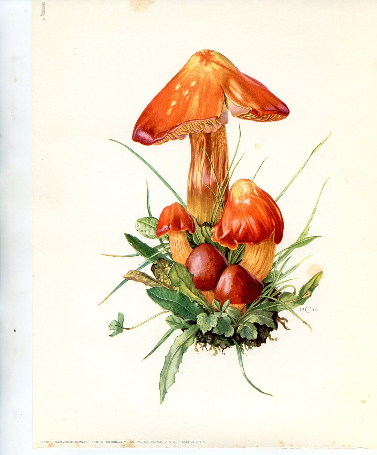 Antique botanical print, Vintage mushroom illustration, Mushroom art