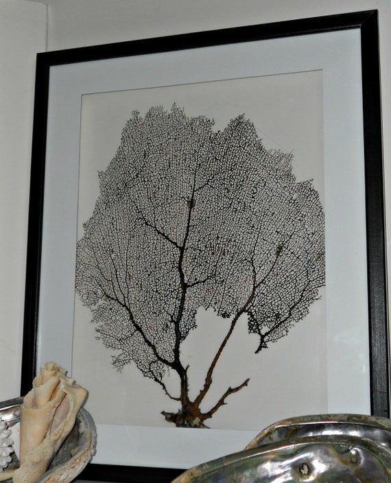 SEA FAN Framed Sea Fan shadowbox art