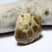 Petoskey Fossil Stone Jewelry Supplies- Choker Coral Charm- Lake Michigan Gemstone- "Tribal Wear" by Allybeans