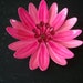 Vintage Pink Enamel Brooch 1960s or Earlier
