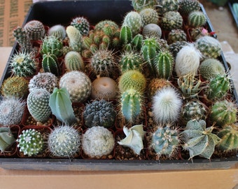 10 Very Cool Cactus in 2" plastic containers Great for Party or Wedding Favors and Gifts cacti succulents table decor favor