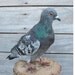 Grey Pigeon Real Bird Taxidermy mount