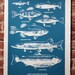 Fresh Water Fish Print Teal