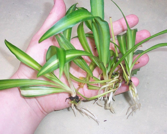 5 Live  Plants  Spider plant  for indoor  or outdoor easy to 