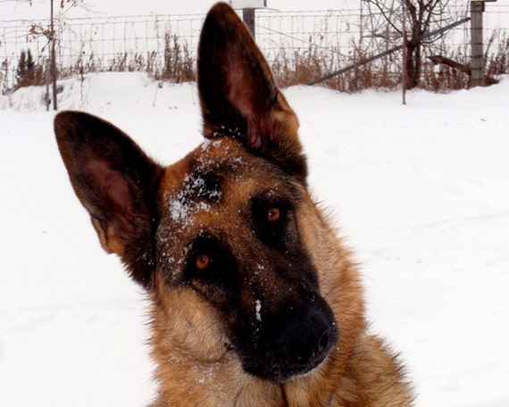 German Shepherd photography,dog photograph,beautiful eyes,winter,snow,gifts under 25,dog lover's decor,german shepherd in winter,snow white