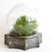Vintage Glass Globe Flower Aquarium / Terrarium with Metal Base - Looks like a crystal ball