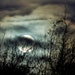 BOGO SALE- Wolf Moon 8 x 8 full moon photograph, tree silhouette, night sky, teal, rust, amber, charcoal, silver, clouds, mystical