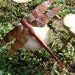 Large 9 inch long carved cedar and copper dragonfly