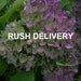 SHIPPING UPGRADE - Rush Delivery for 3 Sign order