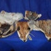 5 real animal fur Tanned face head skin pelt parts