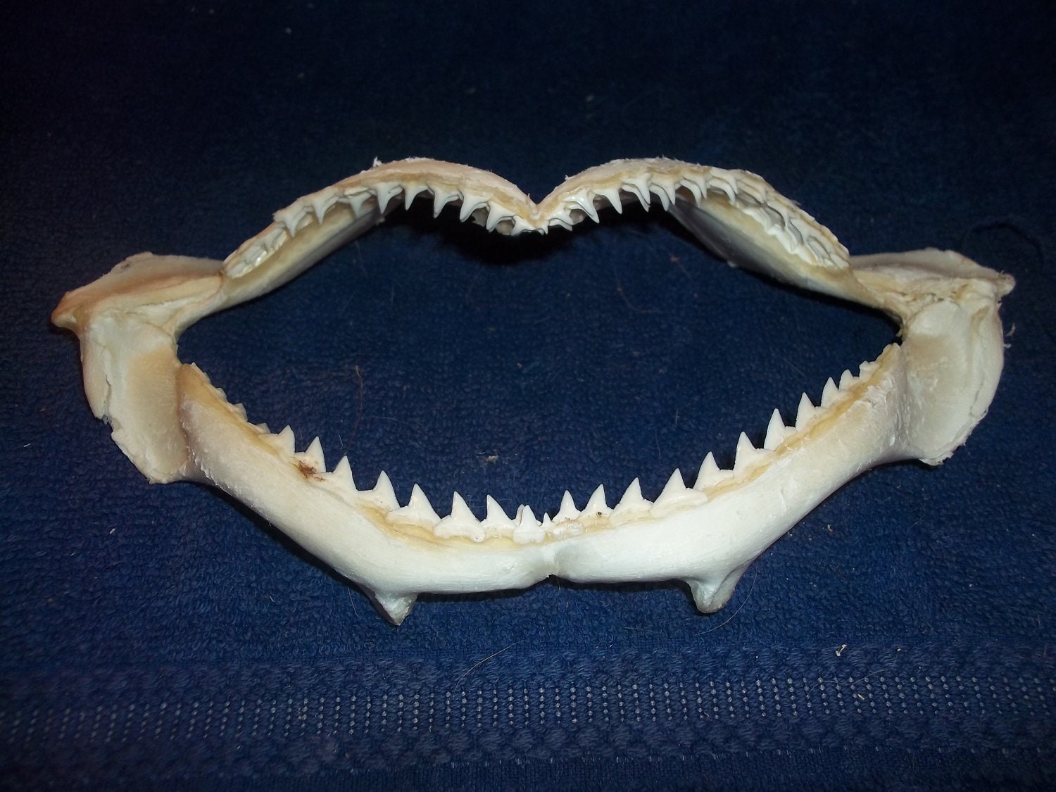 Real animal bone fish shark jaw skull part taxidermy