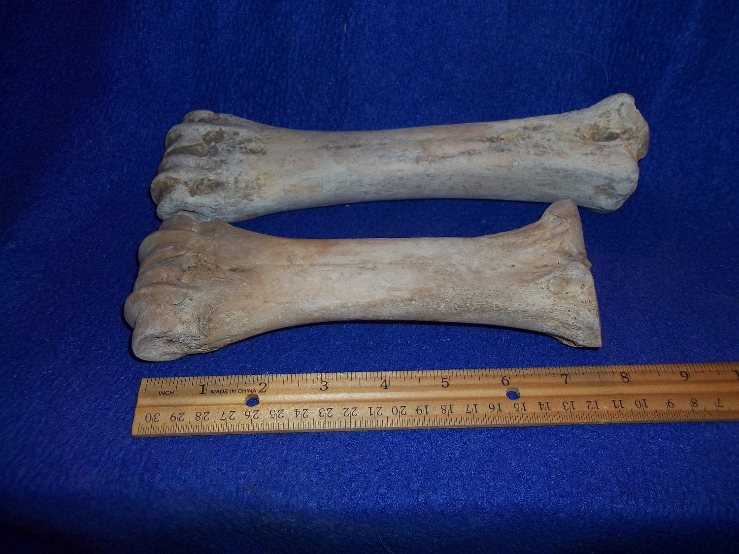 2 Real Animal buffalo American Bison leg bones parts