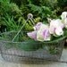 Vintage Wire Basket Wood Handle 40s// Rustic Farm French European Handmade