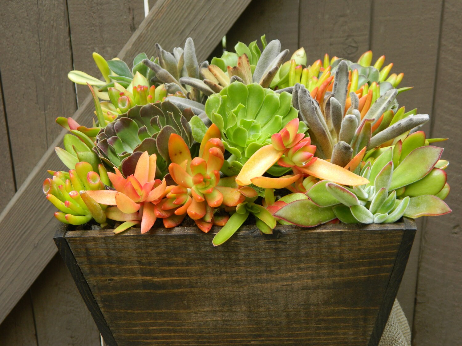 Succulent Centerpiece Succulent Garden Succulent Tabletop