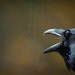 RESERVED FOR SUSIE - Le Grand Corbeau et La Pluie