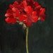 Red Geranium Flower Painting Still Life Oil on wood panel 8x8 inch wall decor Canada