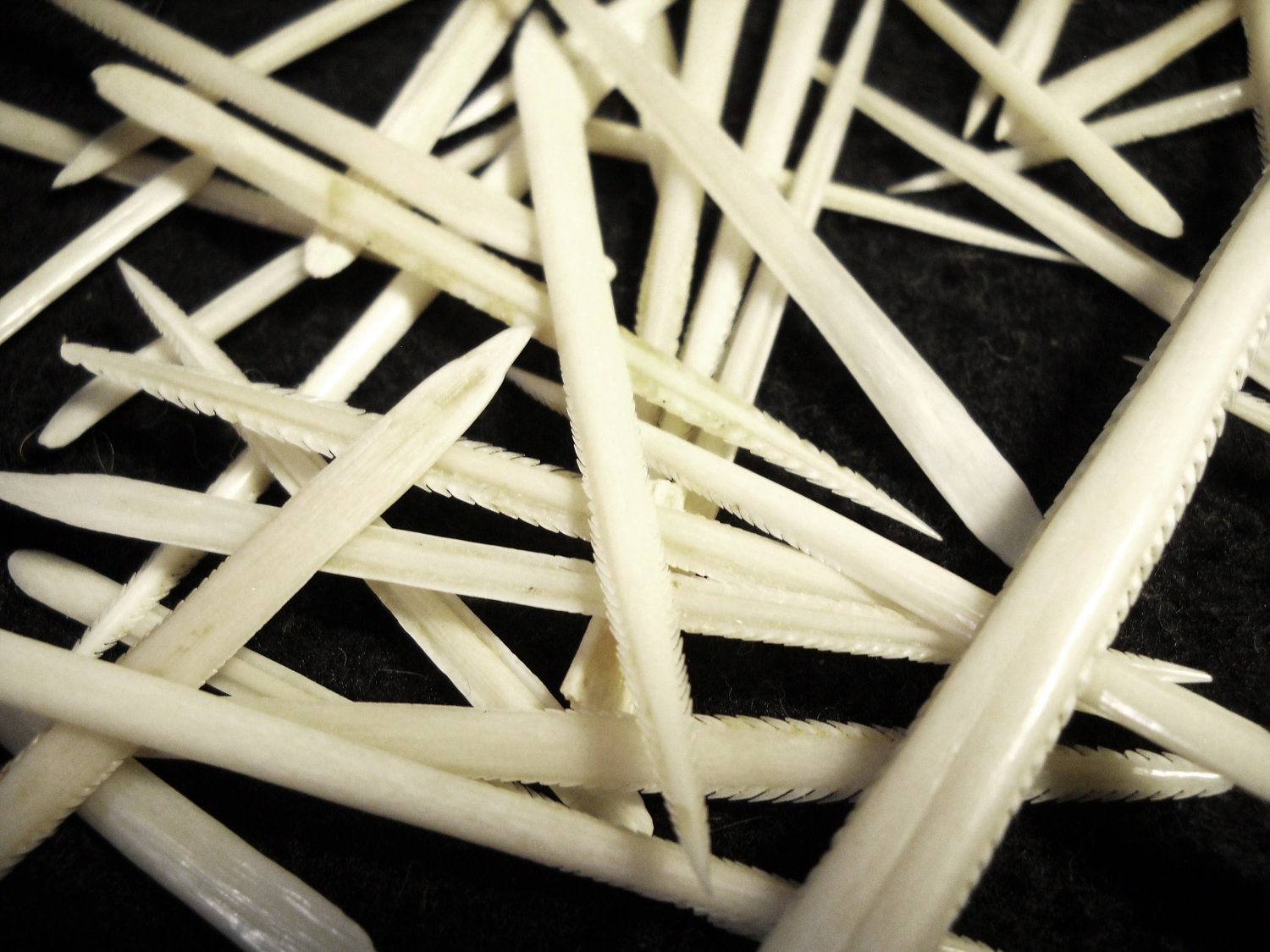 Multipack 13 Stingray Barbs Real Bone Taxidermy