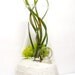 Erlenmeyer Flask Air Plant Terrarium: Laboratory Flask with Tillandsia