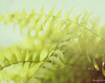 fern, sunlight, plant, summer, nature, fine art photography
