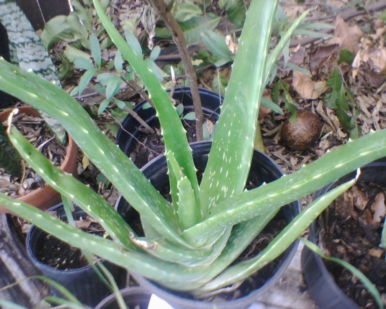 Organic Aloe Vera rooted live plant