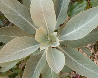 Smudging Sage - White Sage - Salvia apiana -- Medicinal - This is a hard seed to germinate and may take five seeds to grow one plant.