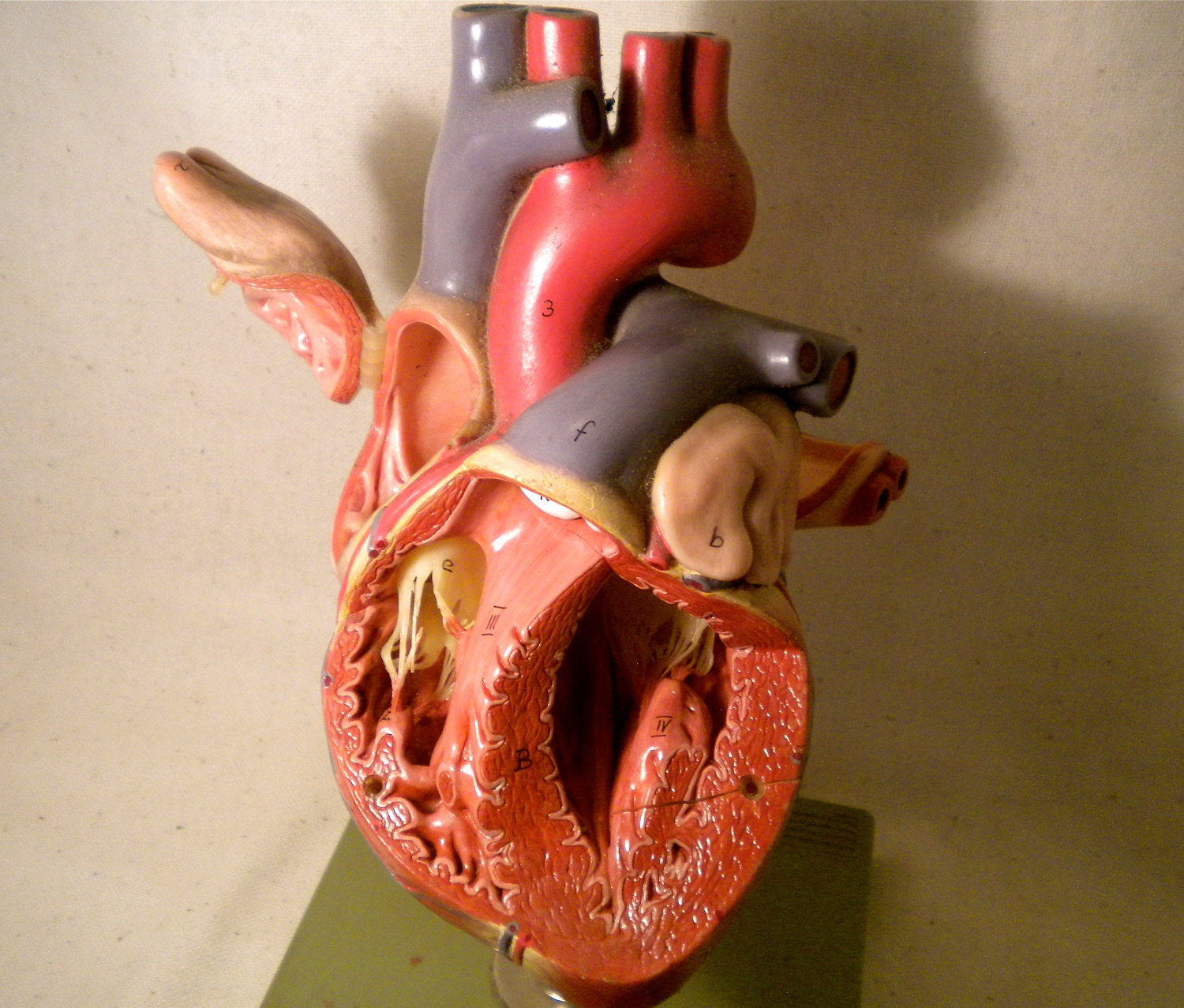 Vintage Anatomical Heart Human Model SOMSO Anatomy