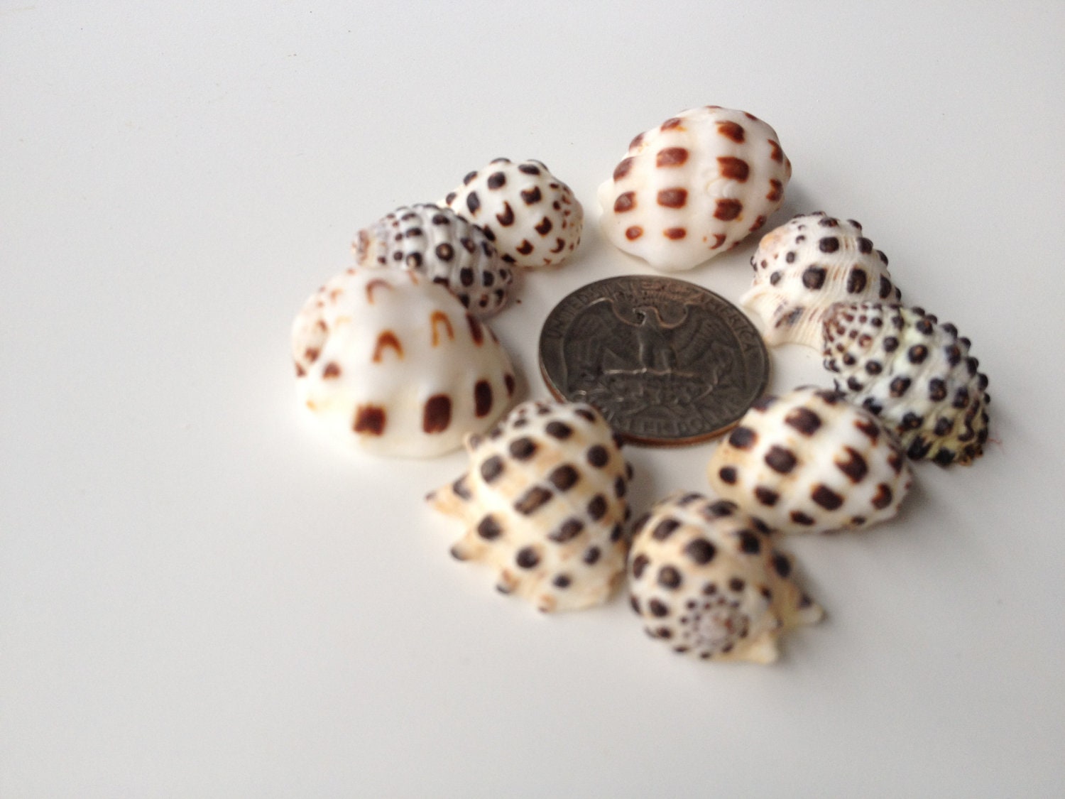 Kauai sea shells 9 Spotted black and white shells loose by SOKEIKI