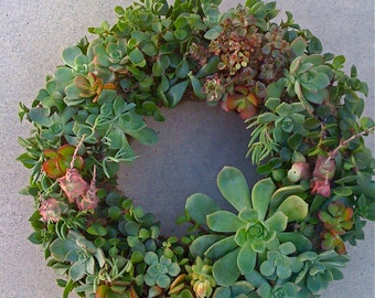 DIY SUCCULENT WREATH, 9" wreath form, 55 succulent cuttings, 55 floral pins