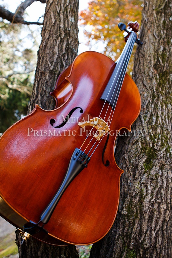SALE Clearance Cello In a Tree Photo Print Cello Art