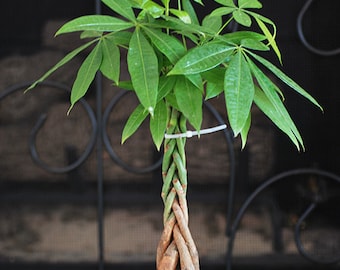 Live 5 Braided Money Tree Bonsai - Free Shipping - Nice Gift