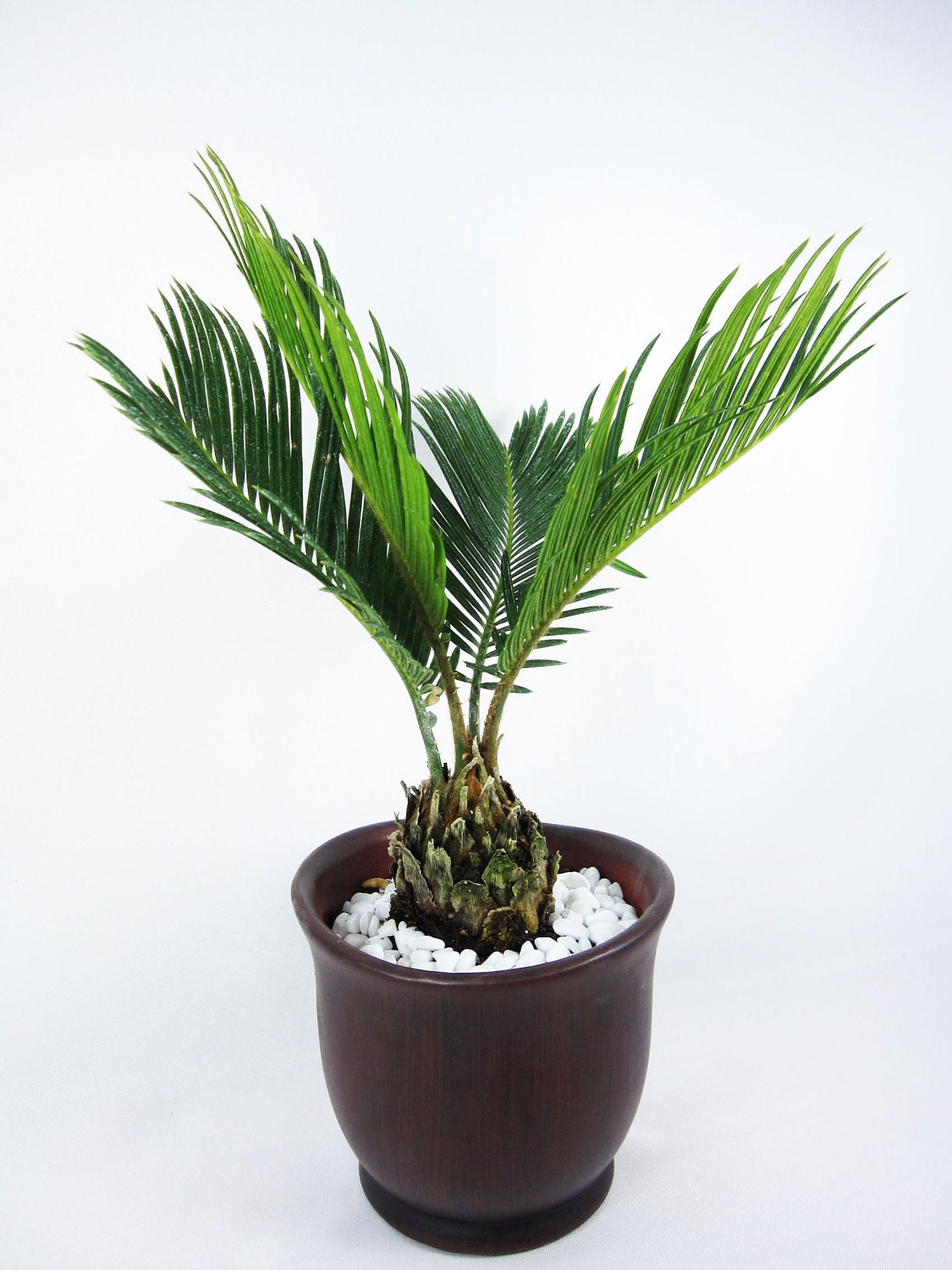 Live Sago Palm  Bonsai  Tree  Free Shipping Nice Gift