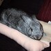 Bunny Hugger side by side bunny bed for a medium sized rabbit