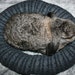 Ugli Donut bunny rabbit bed for a large sized bunny charcoal grey cable knit wool with Alpaca