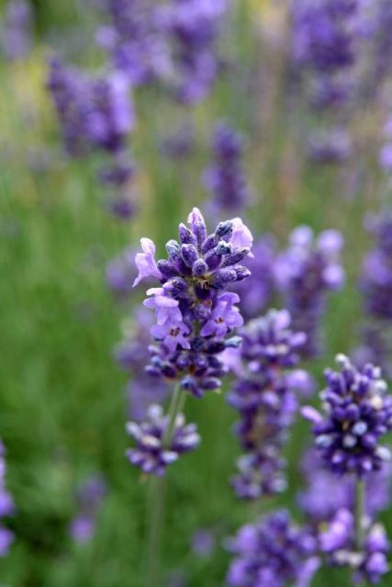 The Most Beautiful Lavender Farms To Visit In The Us