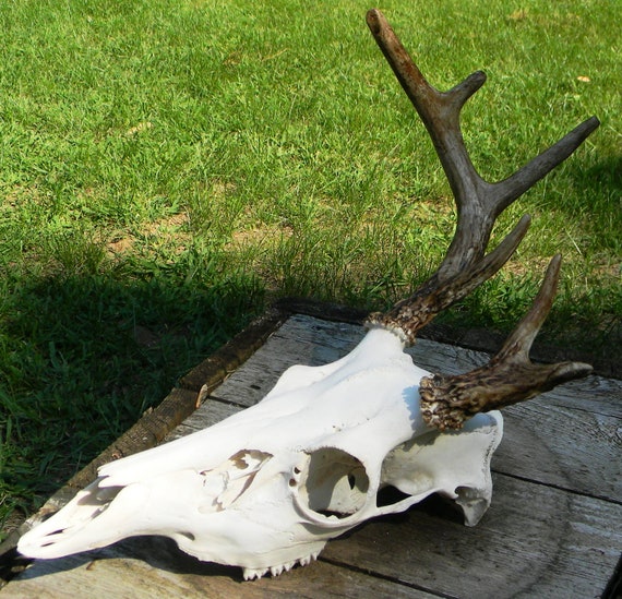 6 point whitetail deer skull for sale by skullsbydean on Etsy